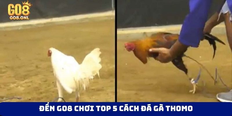 Đến Go8 chơi top 5 cách đá gà Thomo