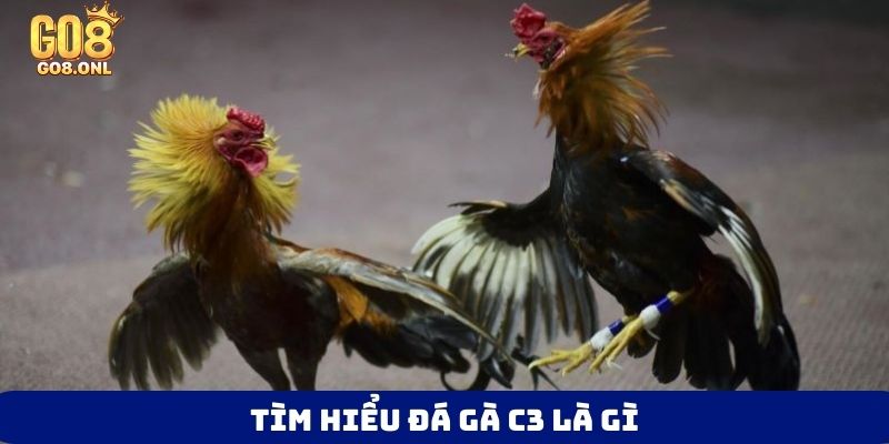 Tìm hiểu đá gà C3 là gì